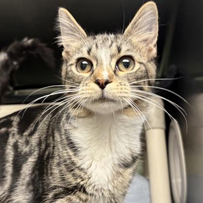 Enlarge Noah, an adopted Domestic Short Hair in North Myrtle Beach, SC image 2/5