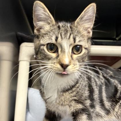 Enlarge Noah, an adopted Domestic Short Hair in North Myrtle Beach, SC image 4/5