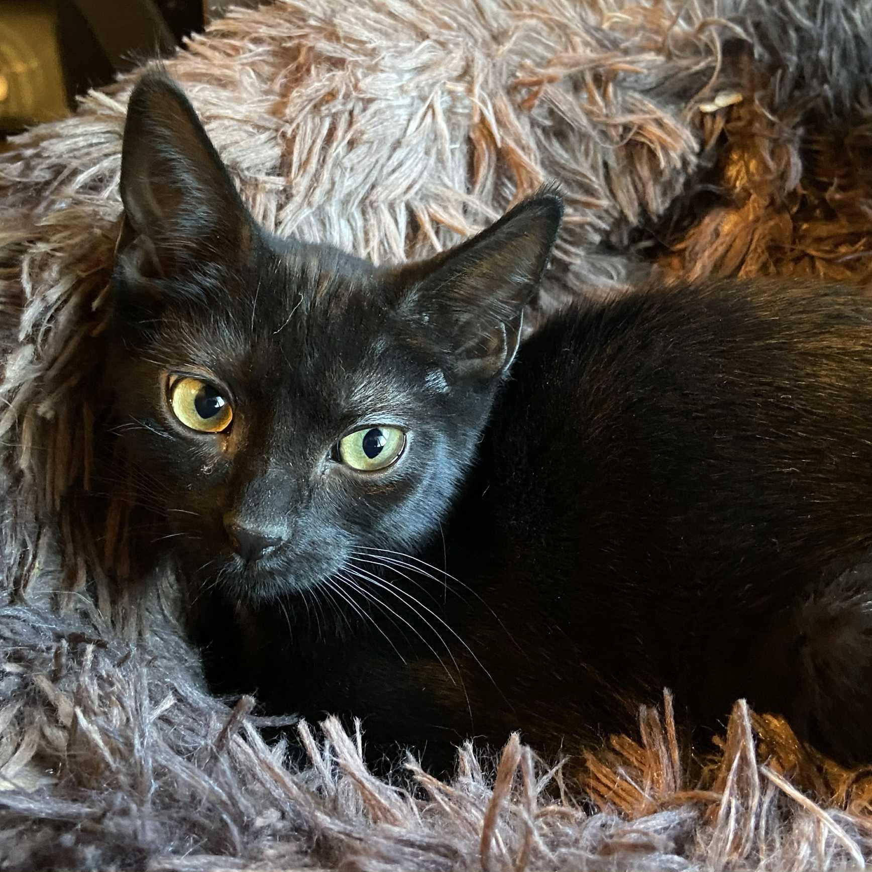 Jet-gentle, thoughtful personality, a Adoptable Domestic Short Hair in Portland, OR image 1/5