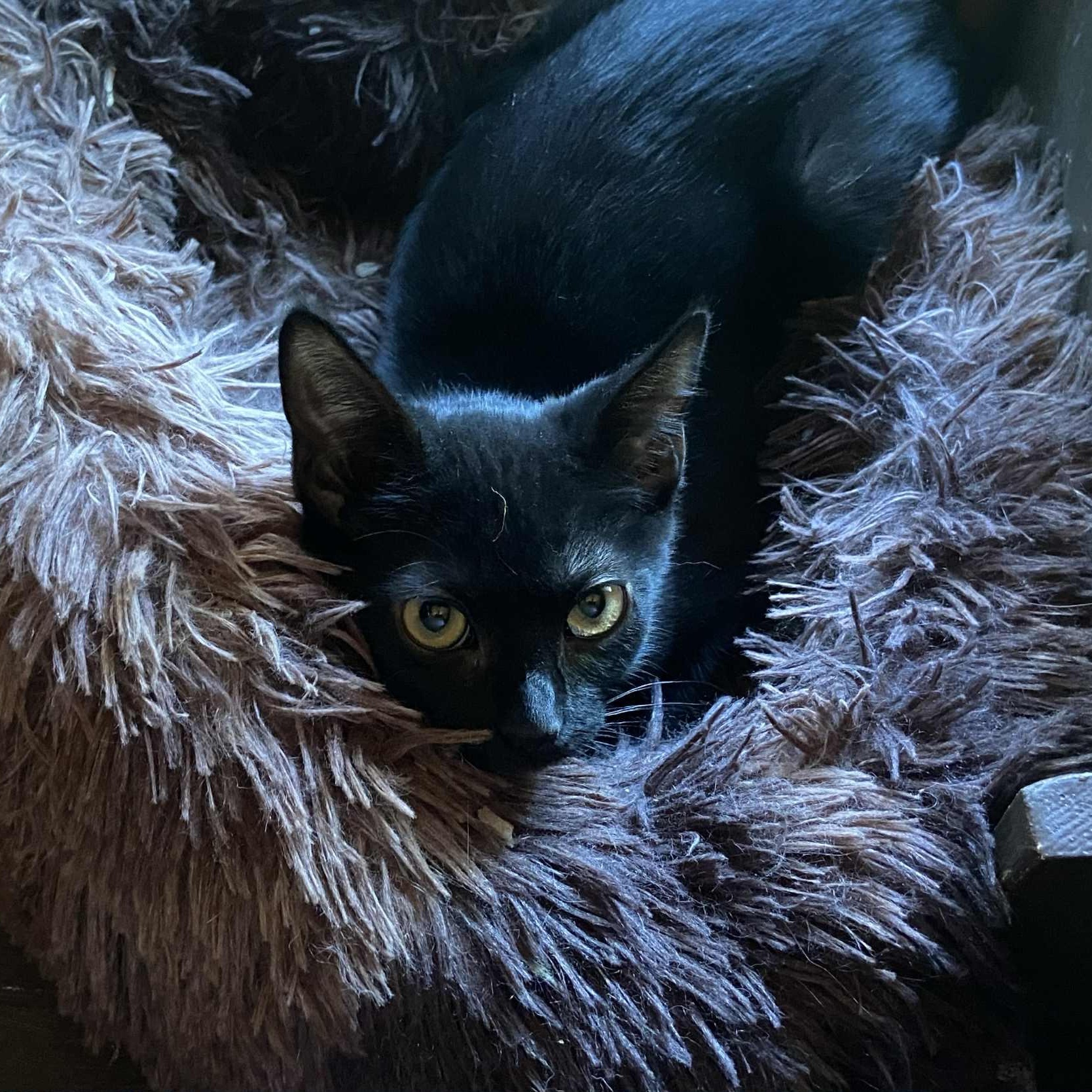 Jet-gentle, thoughtful personality