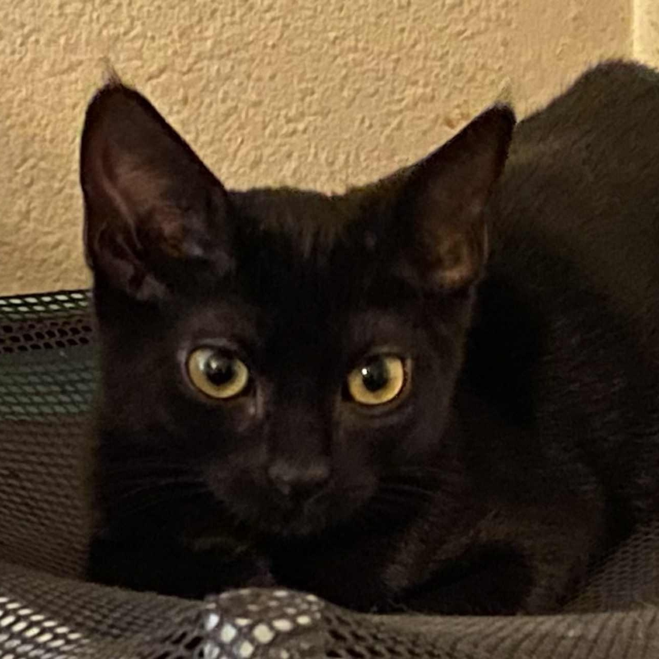 Jet-gentle, thoughtful personality