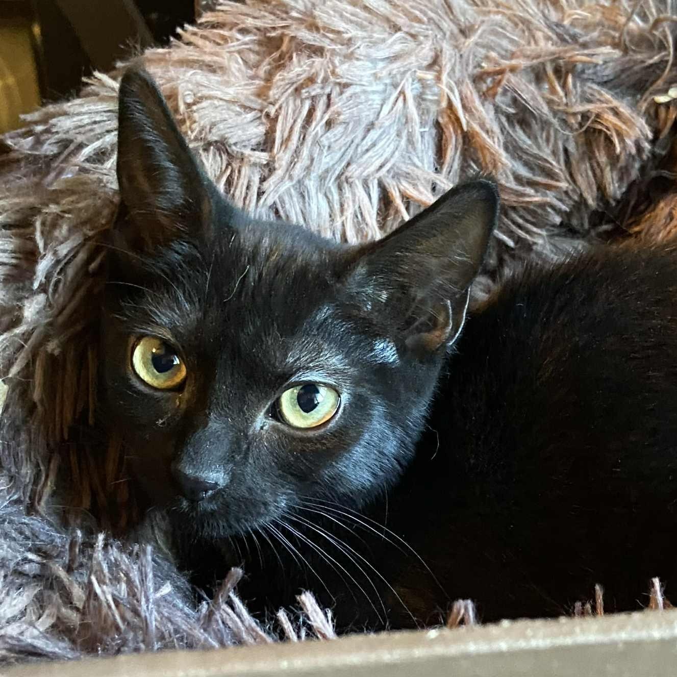 Jet-gentle, thoughtful personality, a Adoptable Domestic Short Hair in Portland, OR image 4/5
