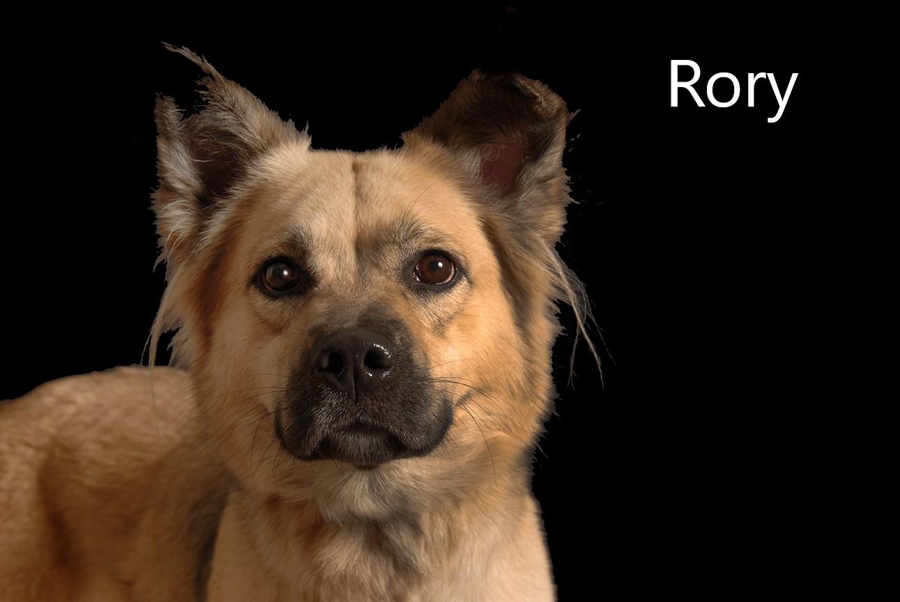Enlarge Rory, an adopted mixed breed in Mount Vernon, OH image 1/1