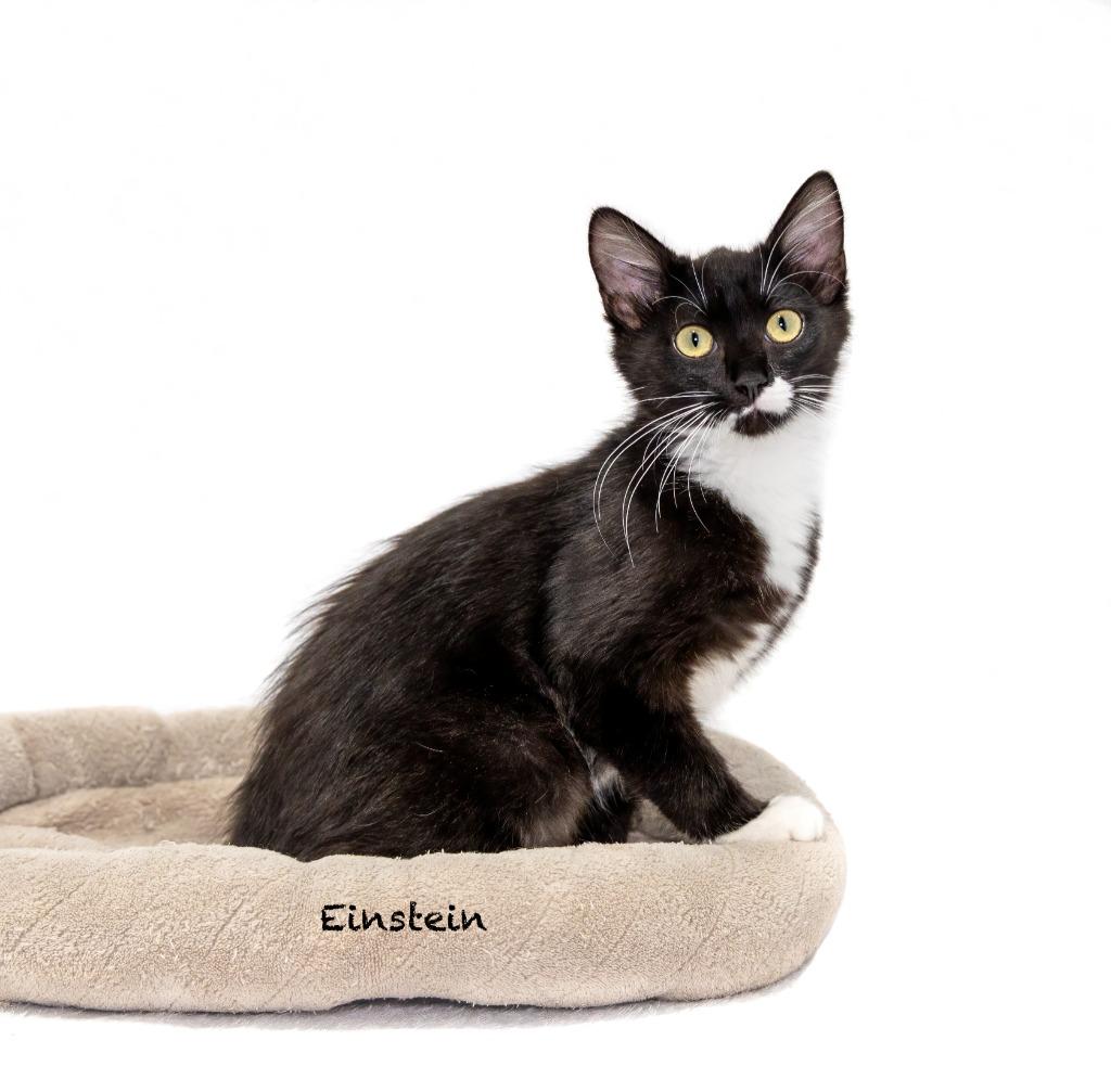 Einstein, Adoptable, Kitten Male Domestic Short Hair.