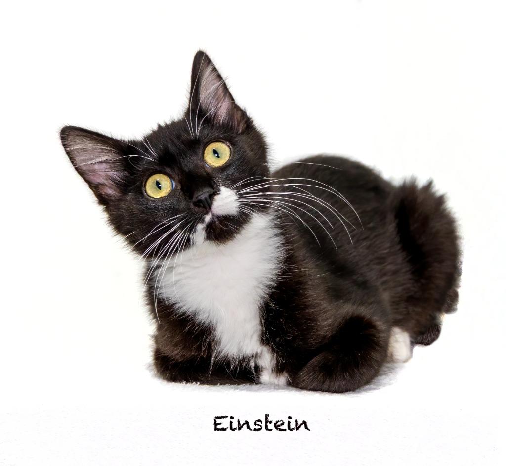 Enlarge Einstein, a Adoptable mixed breed in Hot Springs Village, AR image 2/2