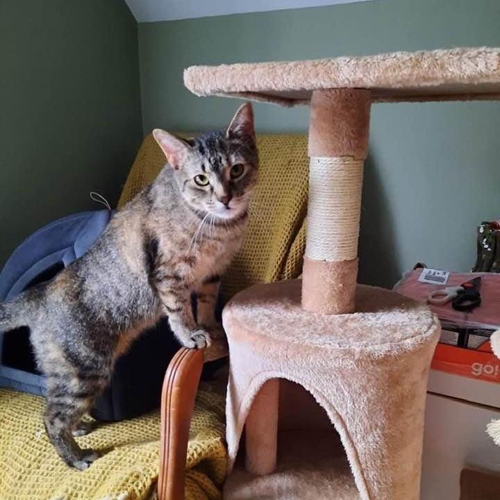 Georgette, an adopted Domestic Short Hair in Montreal, QC image 4/5