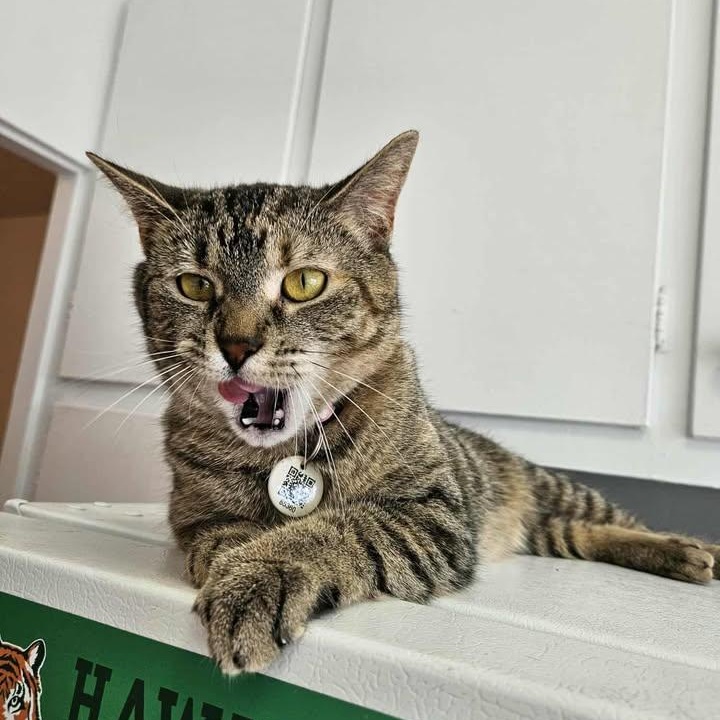 Georgette, adopted, Adult Female Domestic Short Hair.