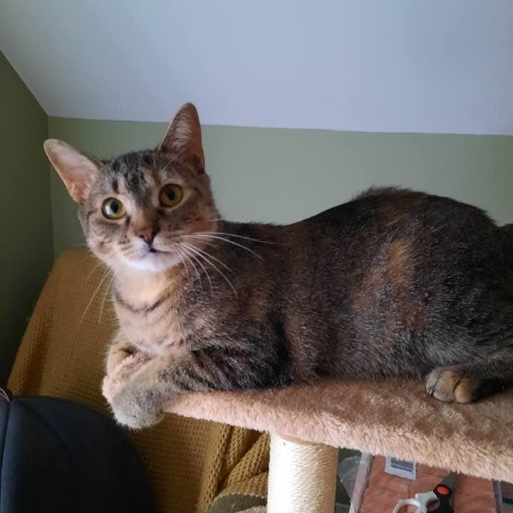 Georgette, an adopted Domestic Short Hair in Montreal, QC image 2/5