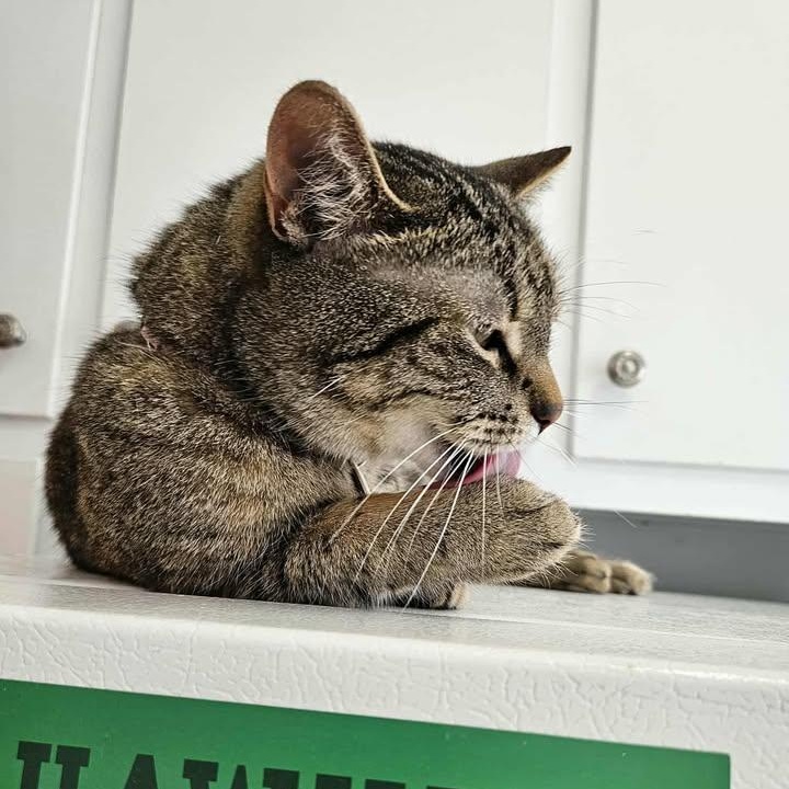 Georgette, an adopted Domestic Short Hair in Montreal, QC image 5/5