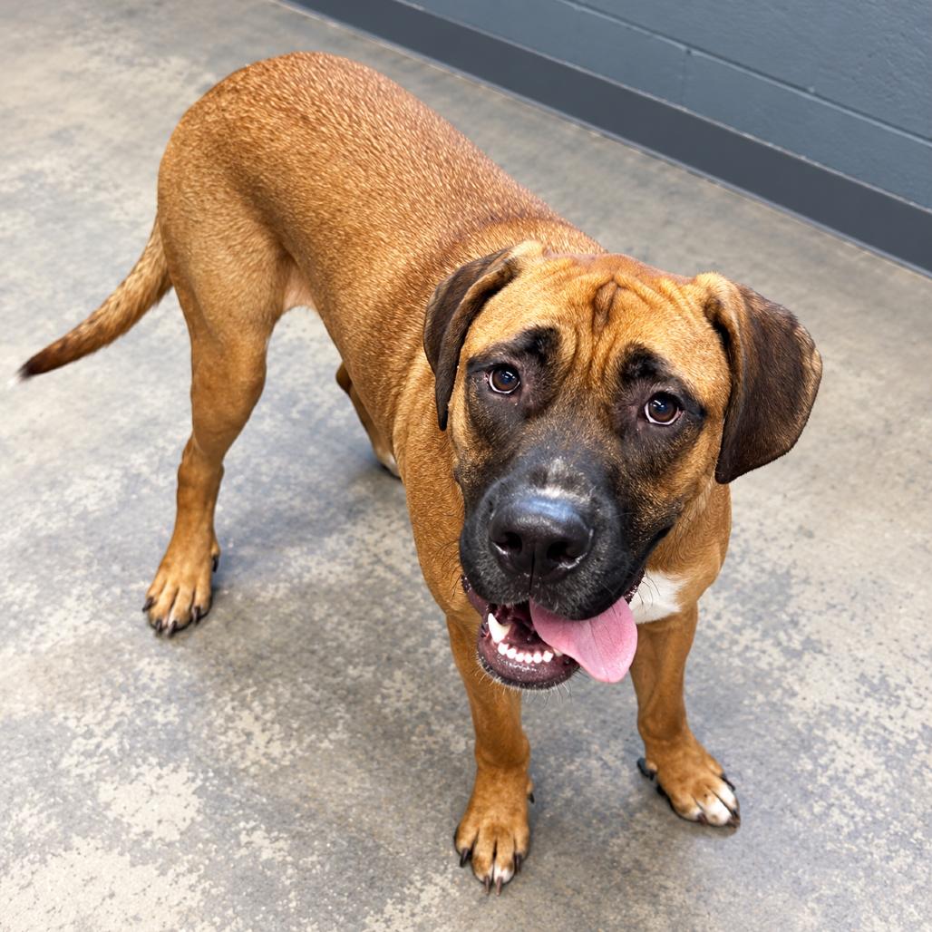 Gunner, Adoptable, Young Male Great Dane & Mixed Breed.