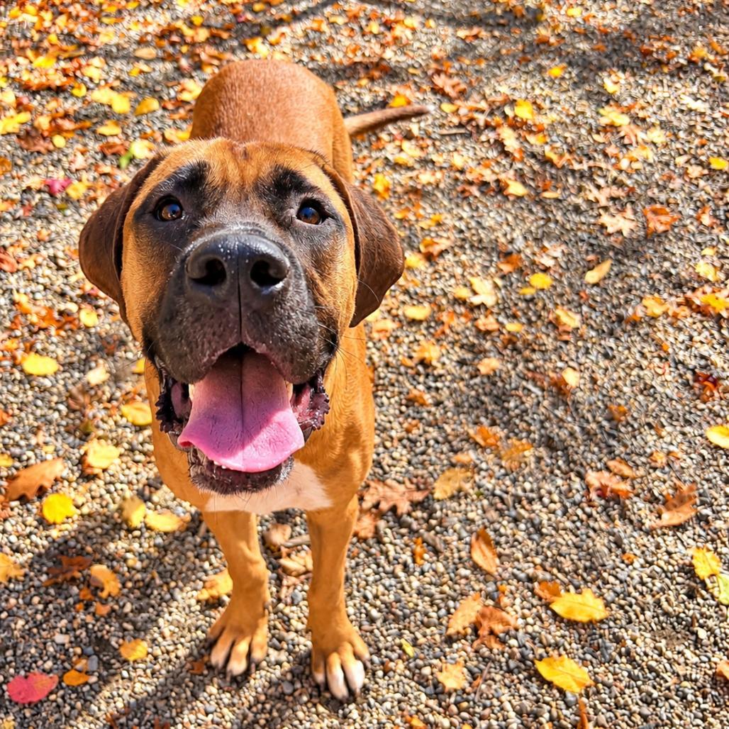 Enlarge Gunner, a Adoptable mixed breed in Hopkinton, MA image 2/3