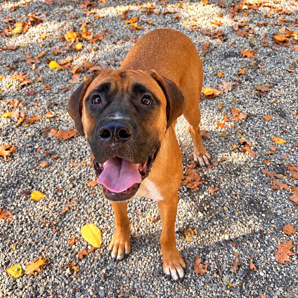 Enlarge Gunner, a Adoptable mixed breed in Hopkinton, MA image 3/3