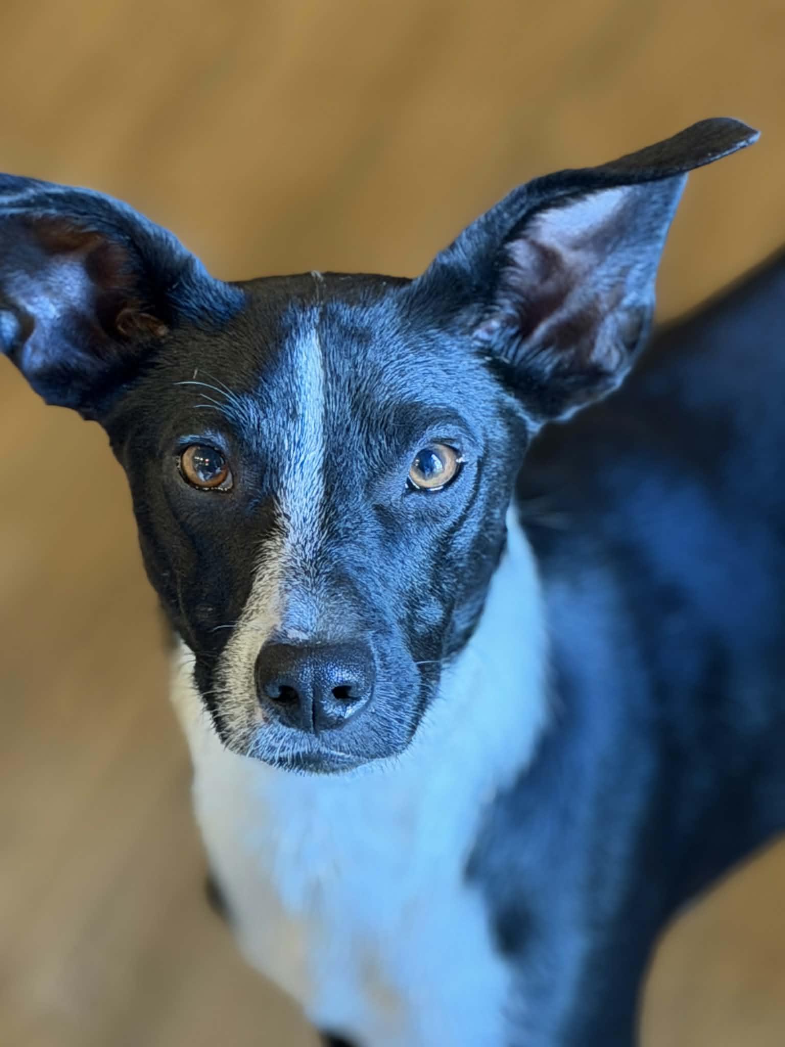Dash, an adoptable Mixed Breed in Watertown, WI image 1/6