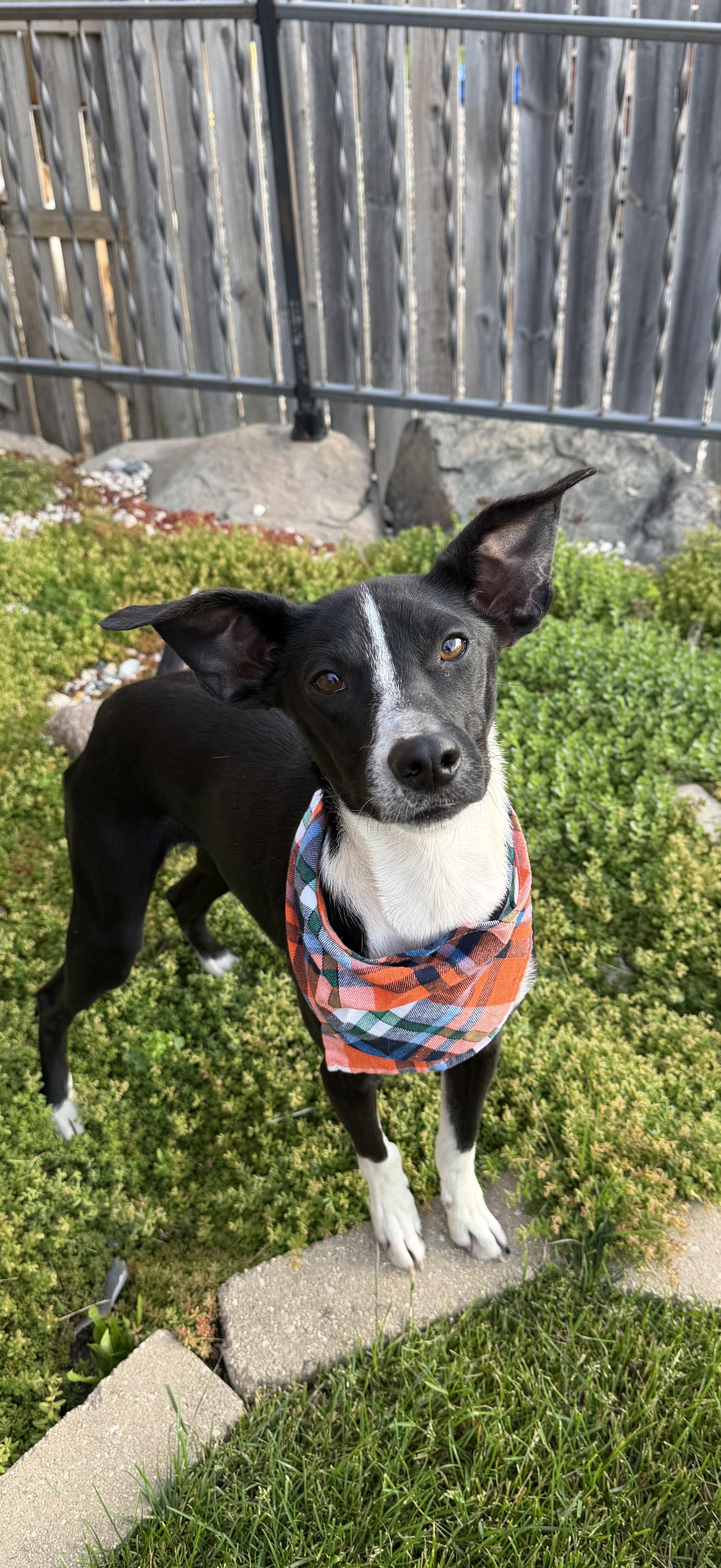 Dash, an adoptable Mixed Breed in Watertown, WI image 3/5
