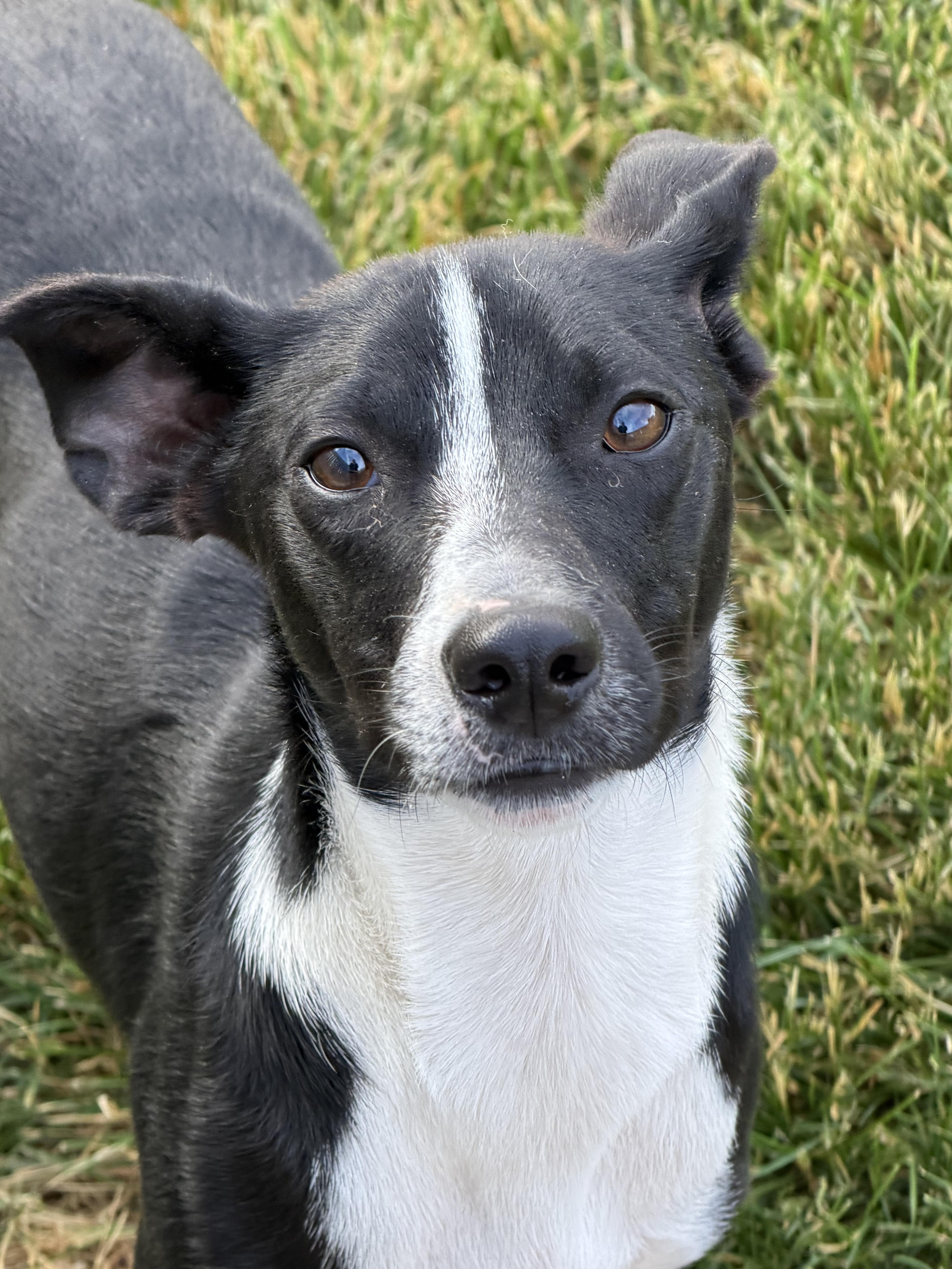 Dash, an adoptable Mixed Breed in Watertown, WI image 1/5
