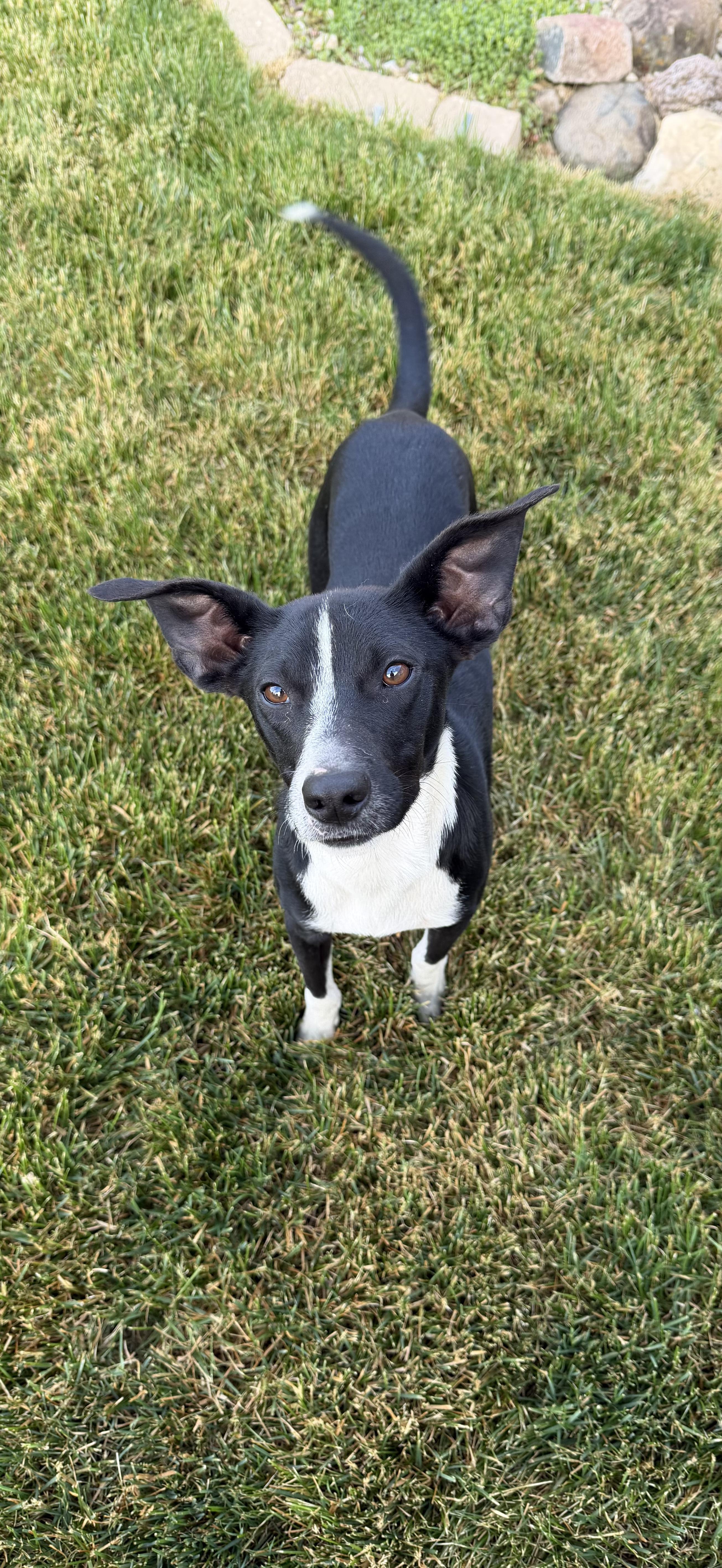 Dash, an adoptable Mixed Breed in Watertown, WI image 5/5