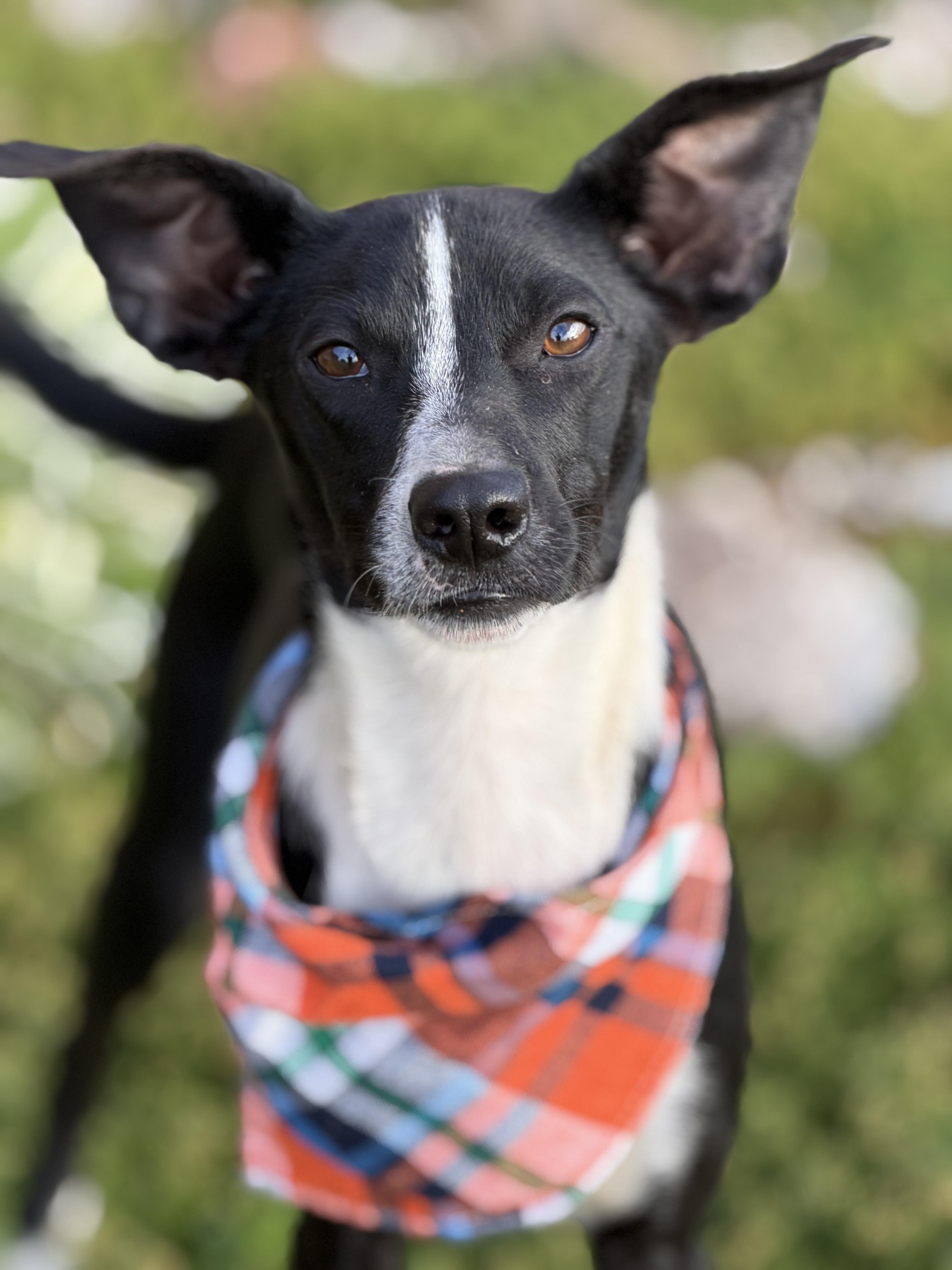 Dash, an adoptable Mixed Breed in Watertown, WI image 2/5
