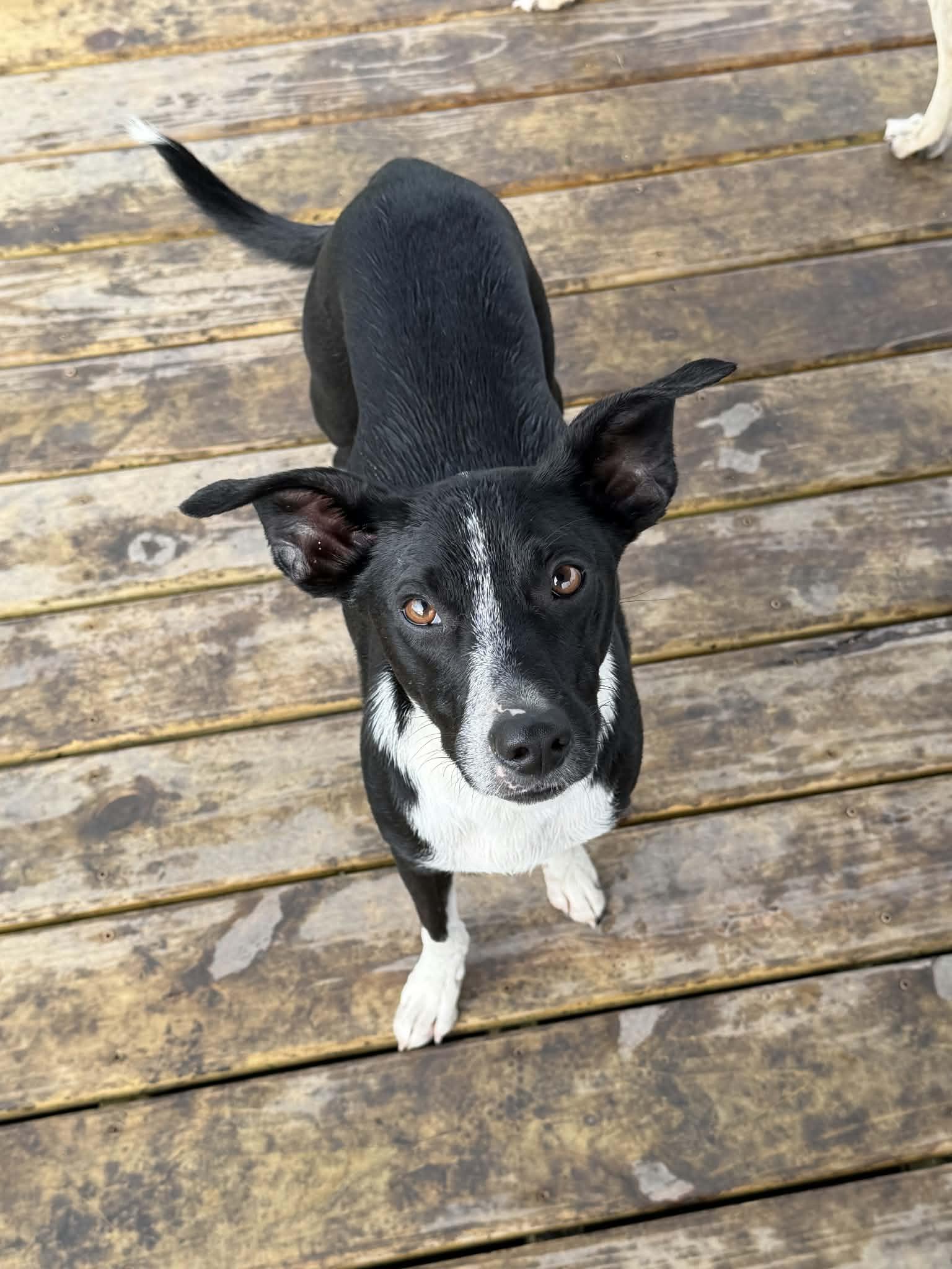 Dash, an adoptable Mixed Breed in Watertown, WI image 2/6
