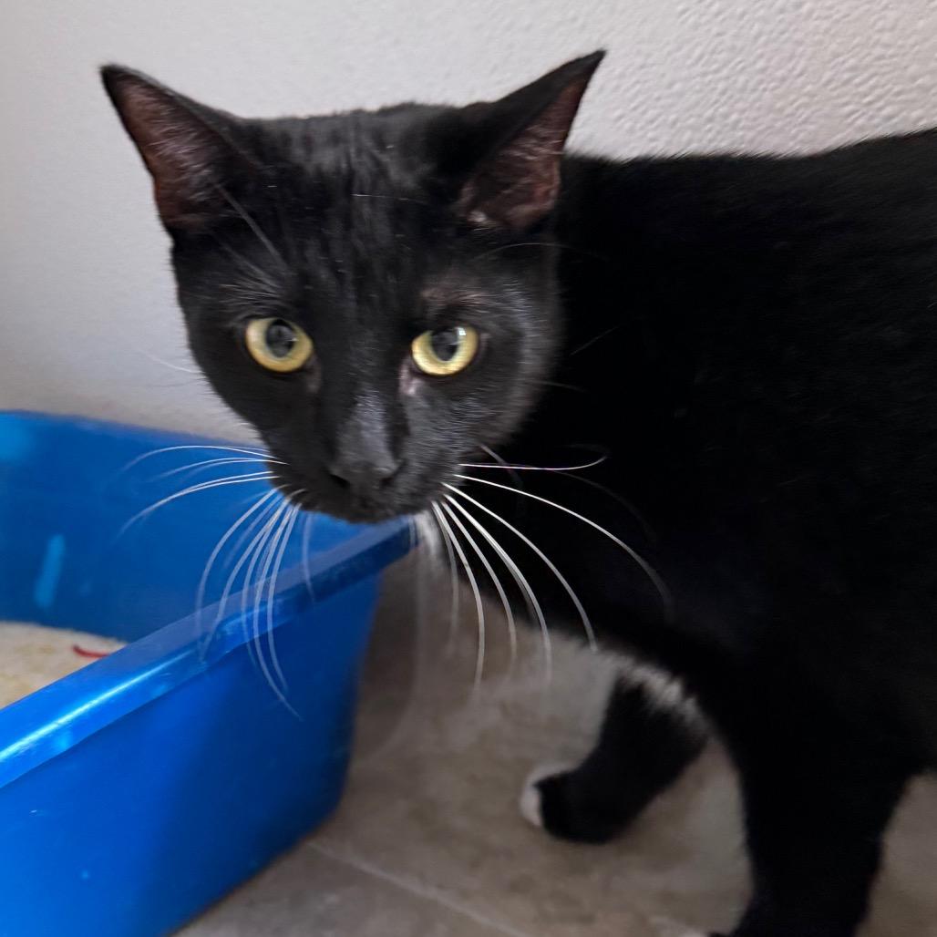 Ricky, Adoptable, Adult Male Domestic Short Hair.