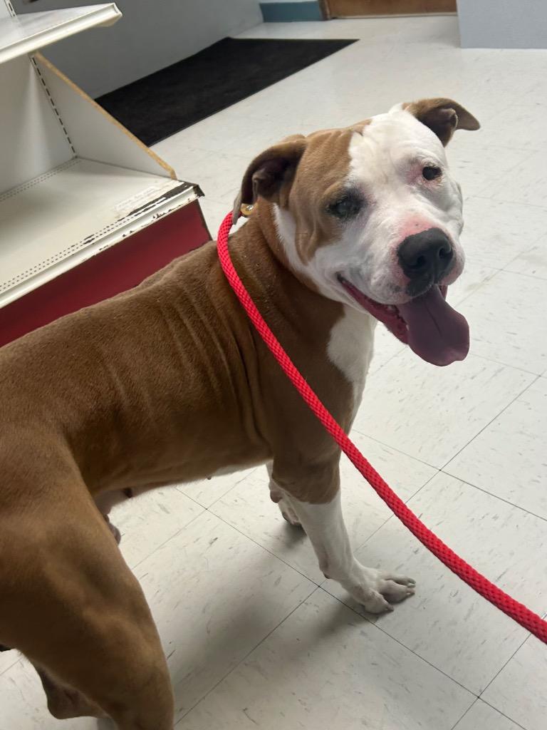 Capone, Adoptable, Adult Male Pit Bull Terrier.