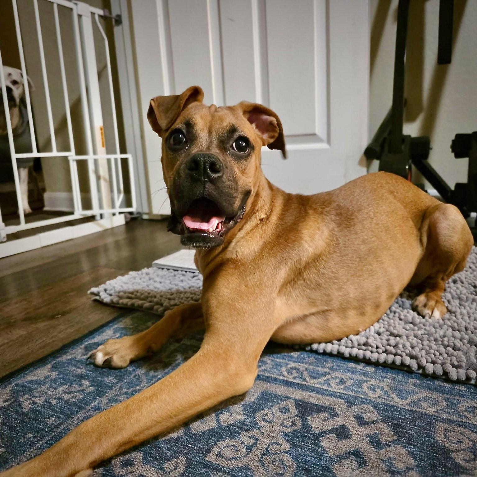 Enlarge Chloe, a Adopted Boxer in Monticello, NY image 2/3