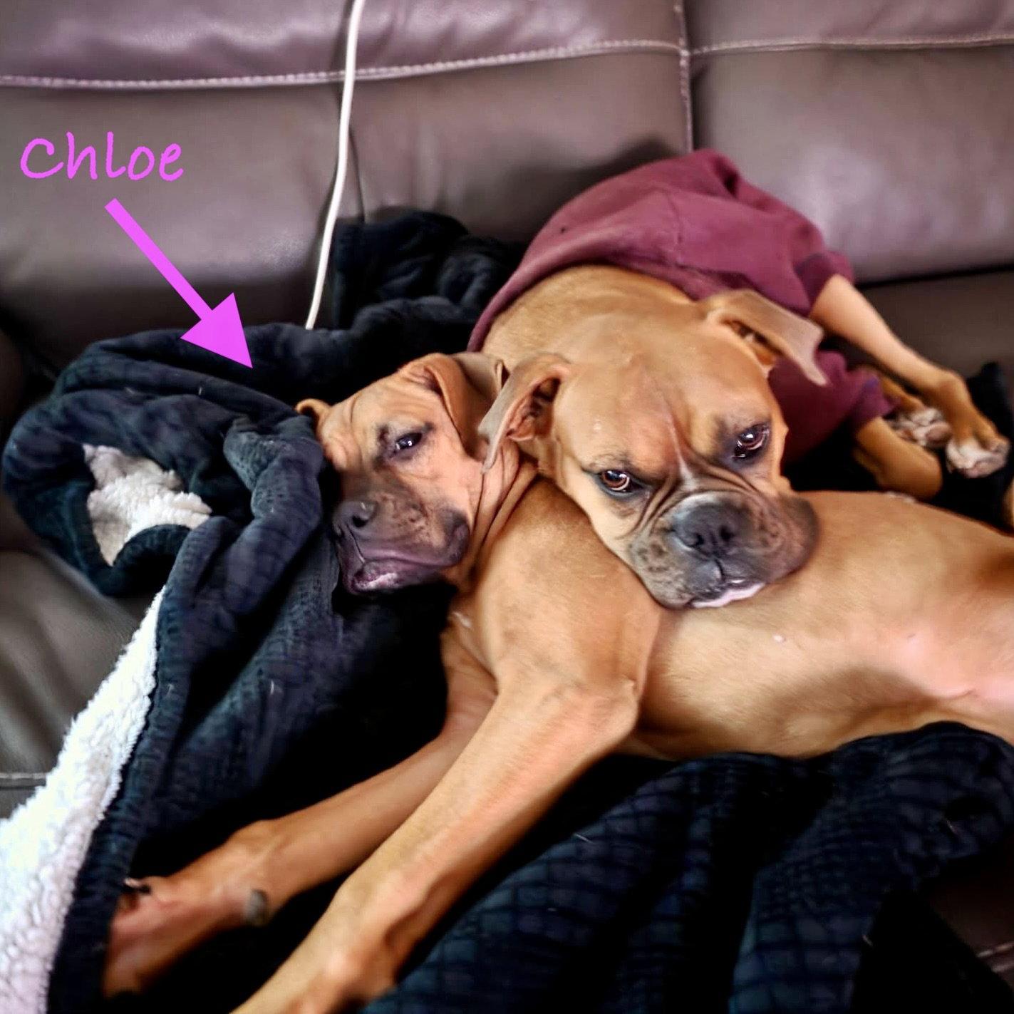 Enlarge Chloe, a Adopted Boxer in Monticello, NY image 3/3