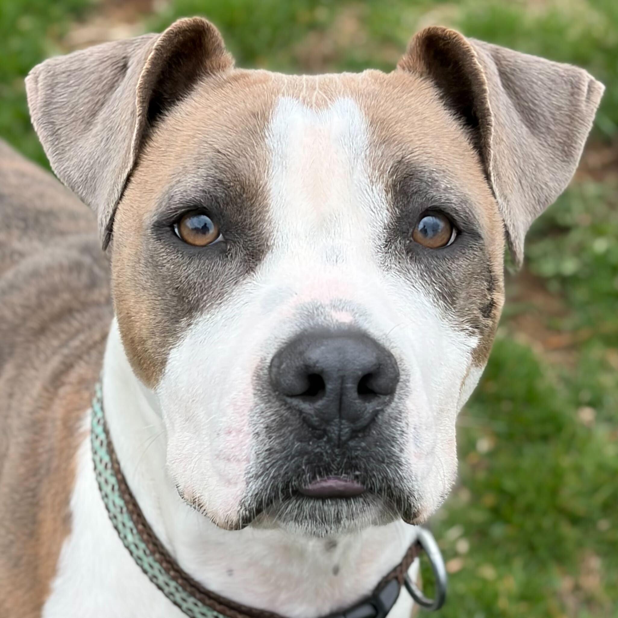 Enlarge Girly Pop - Name Your Own Adoption Fee!, a ADOPTABLE mixed breed in Jefferson, WI image 1/4