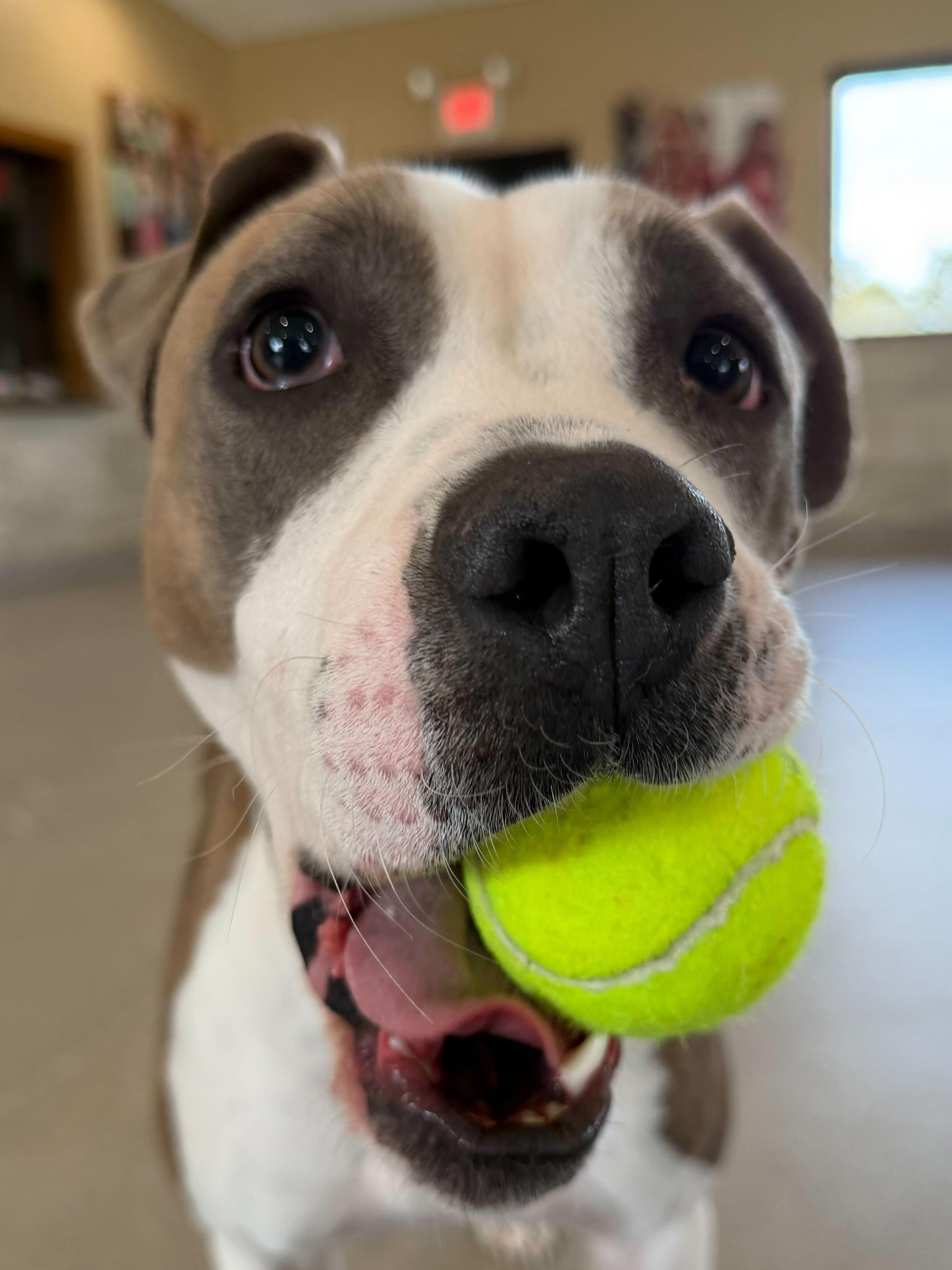 Enlarge Girly Pop - Name Your Own Adoption Fee!, a ADOPTABLE mixed breed in Jefferson, WI image 3/4