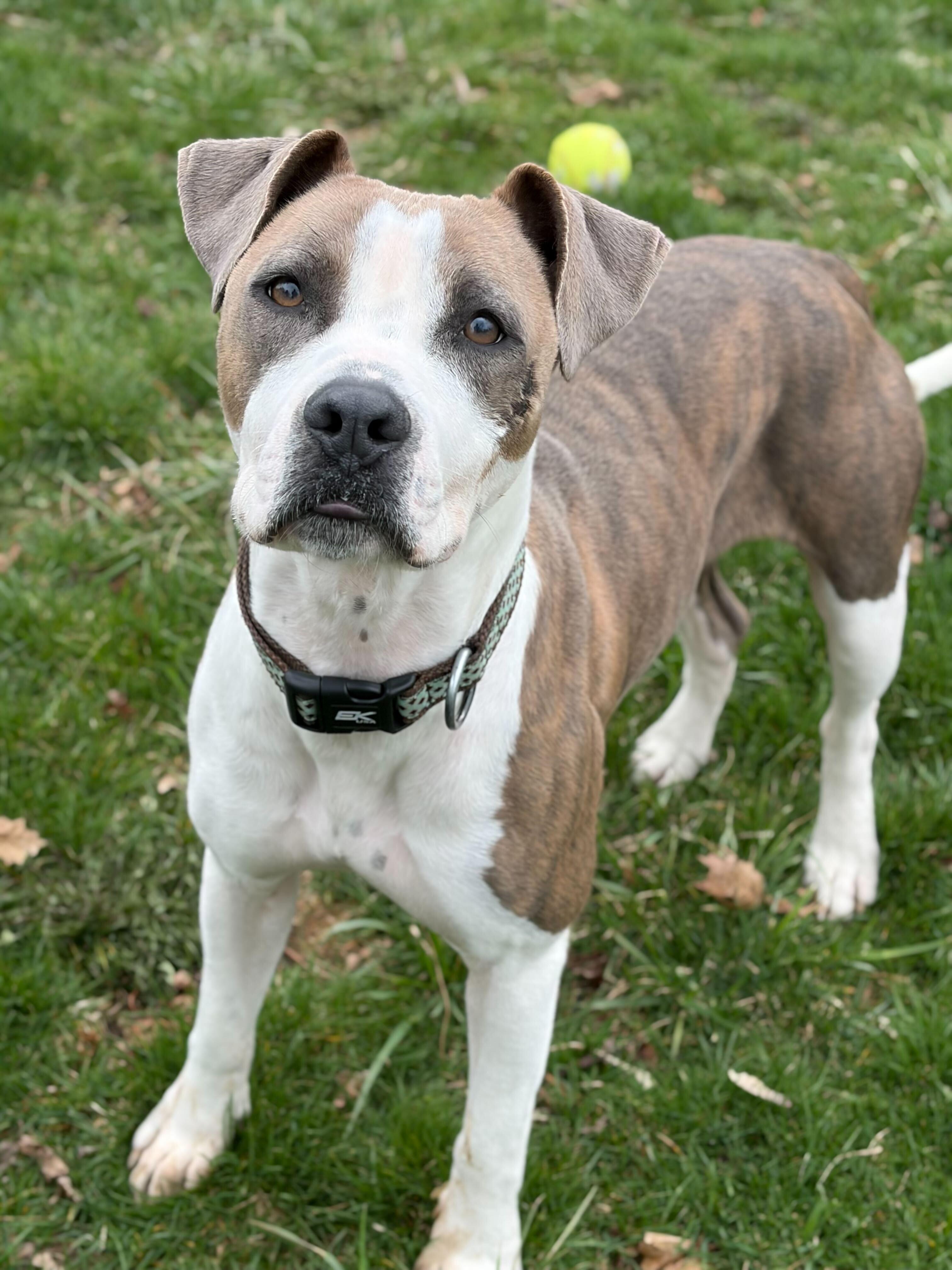 Enlarge Girly Pop - Name Your Own Adoption Fee!, a ADOPTABLE mixed breed in Jefferson, WI image 2/4