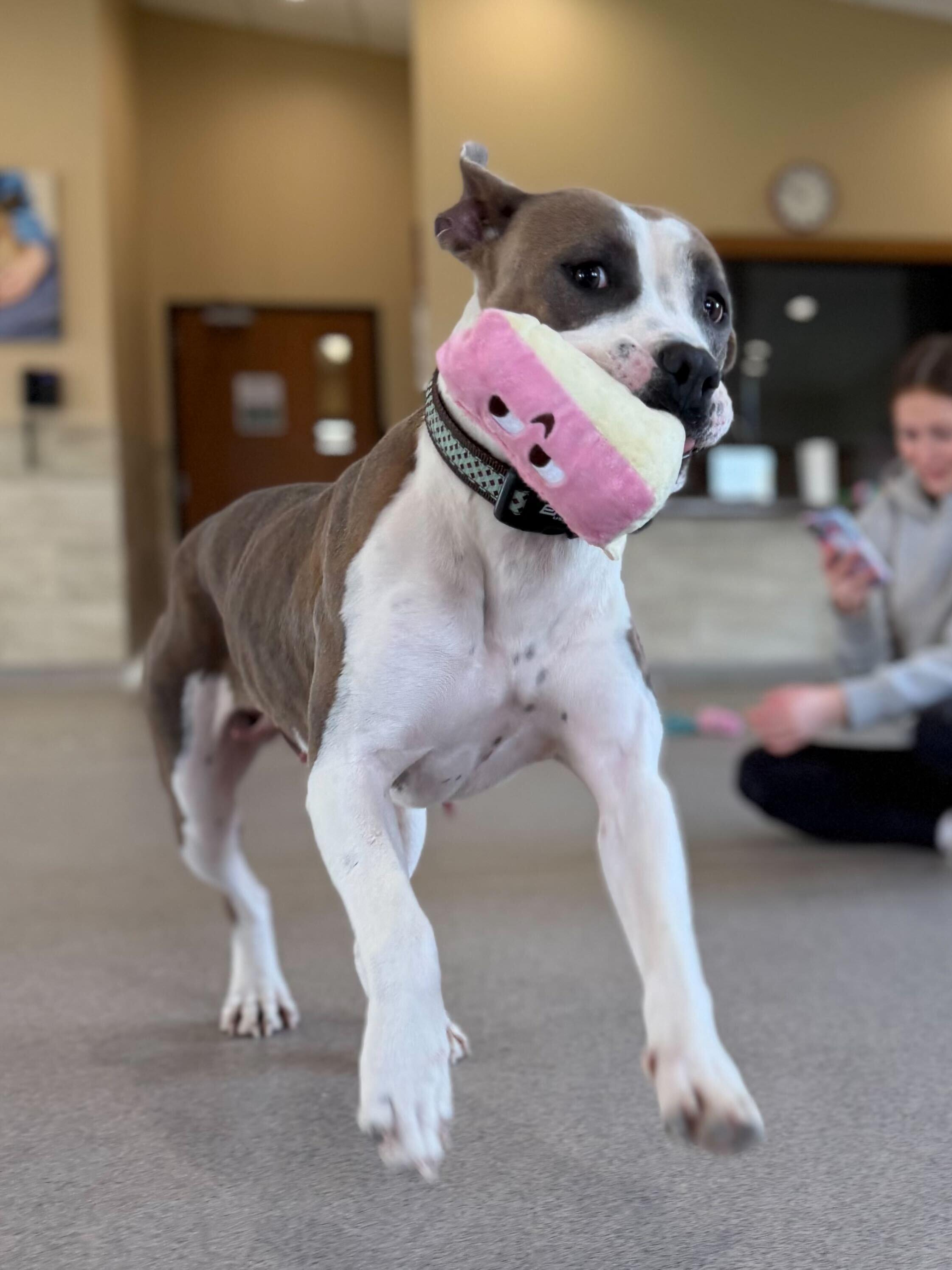 Enlarge Girly Pop - Name Your Own Adoption Fee!, a ADOPTABLE mixed breed in Jefferson, WI image 4/4