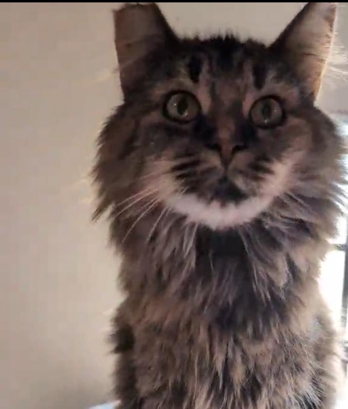 Aster, Adoptable, Adult Female Domestic Long Hair.