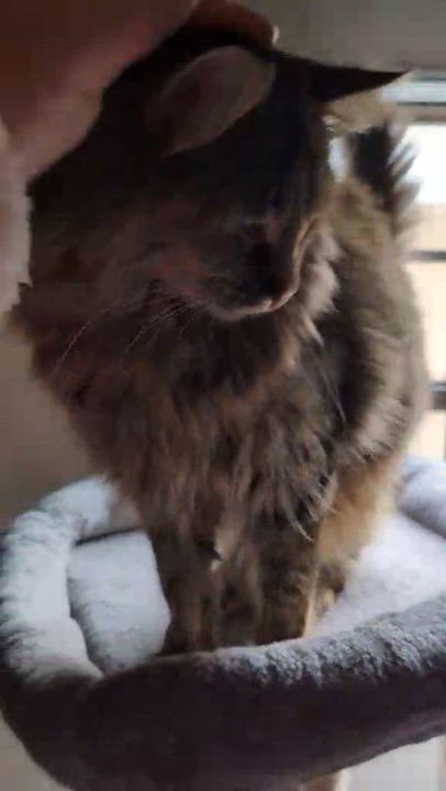 Enlarge Aster, a Adoptable Domestic Long Hair in Howard, PA video 2/2