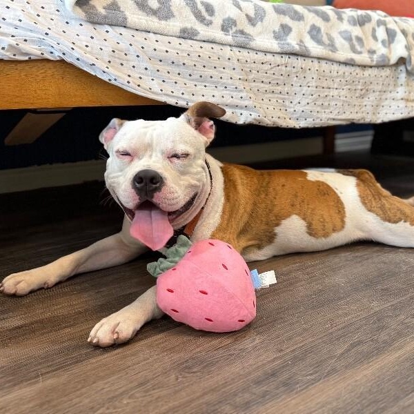 Paco Squishy Boy — thumbnail 3