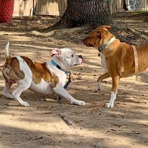 Paco Squishy Boy — thumbnail 4