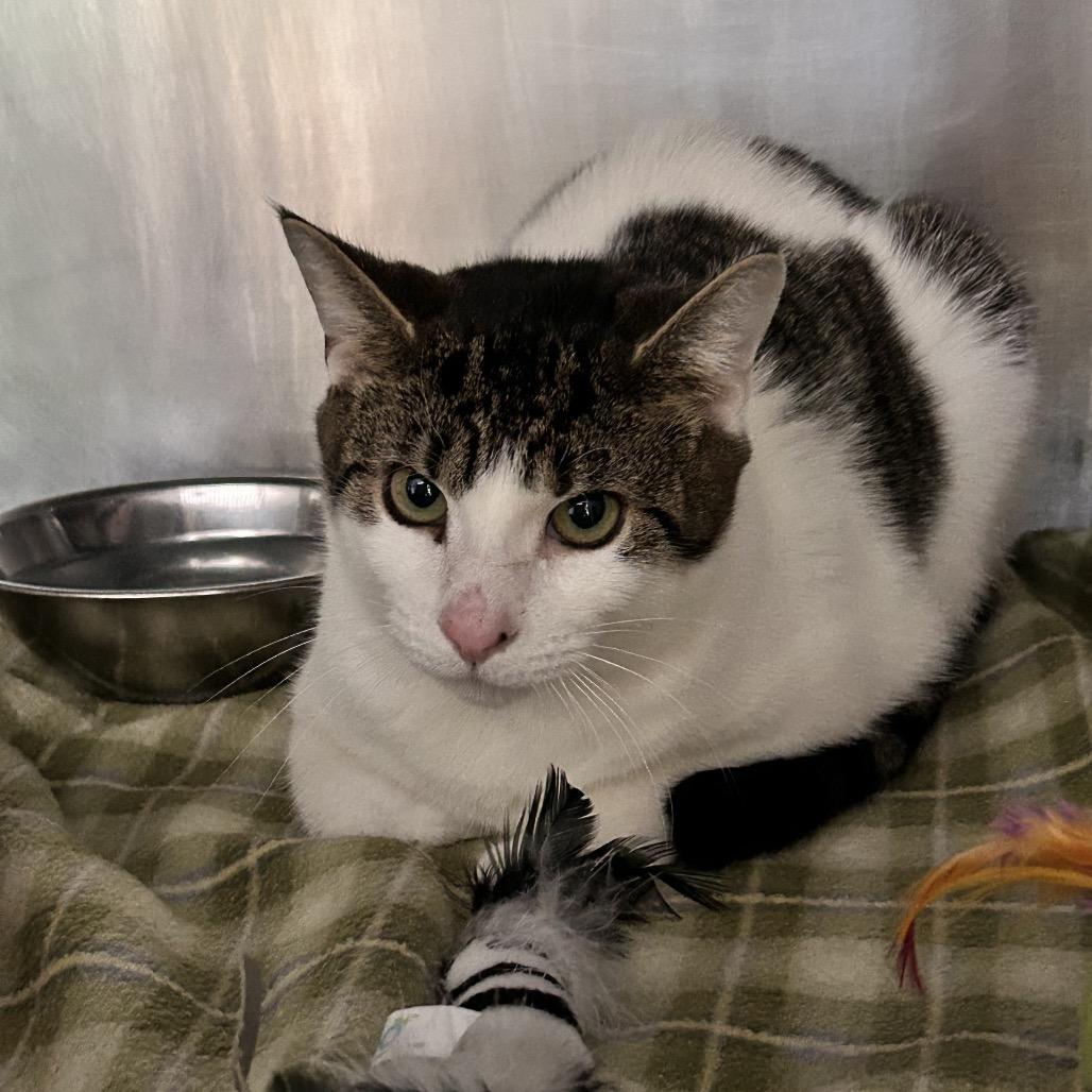 Enlarge Walnut, a Adoptable Domestic Short Hair in Birdsboro, PA image 1/1