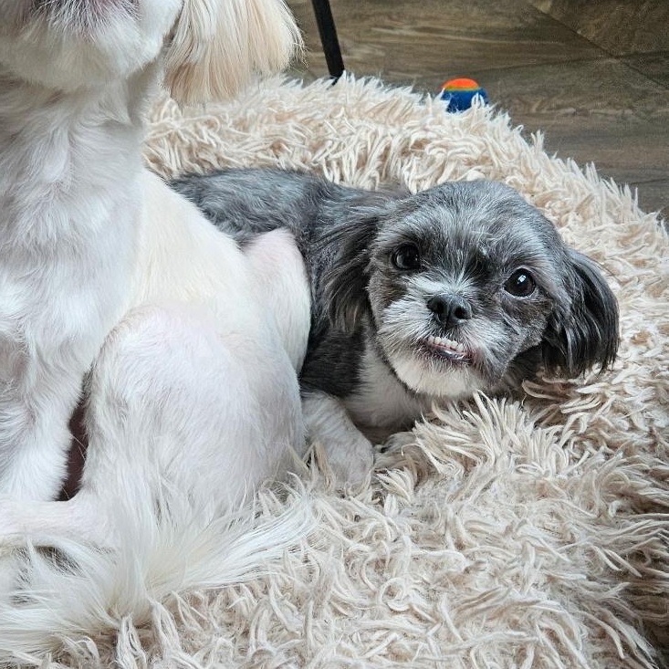Enlarge Ernie, a ADOPTABLE Shih Tzu in Burlington, VT image 3/3
