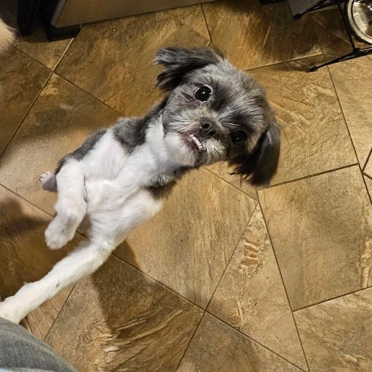 Enlarge Ernie, a ADOPTABLE Shih Tzu in Burlington, VT image 2/3