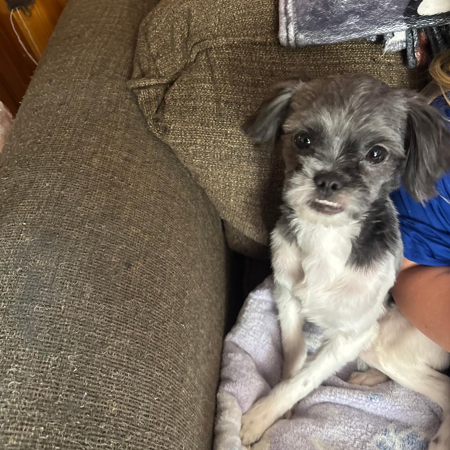 Ernie, ADOPTABLE, Puppy Male Shih Tzu.