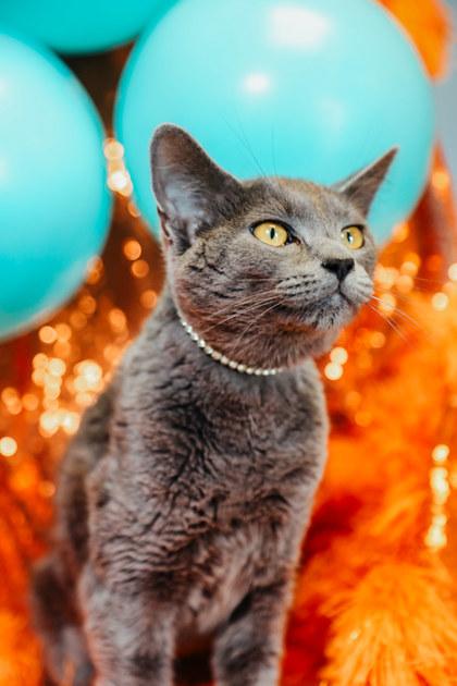 Ophelia, Adoptable, Young Female Domestic Short Hair & Domestic Short Hair.