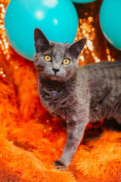 Enlarge Ophelia, a Adoptable Domestic Short Hair in Dothan, AL image 2/2