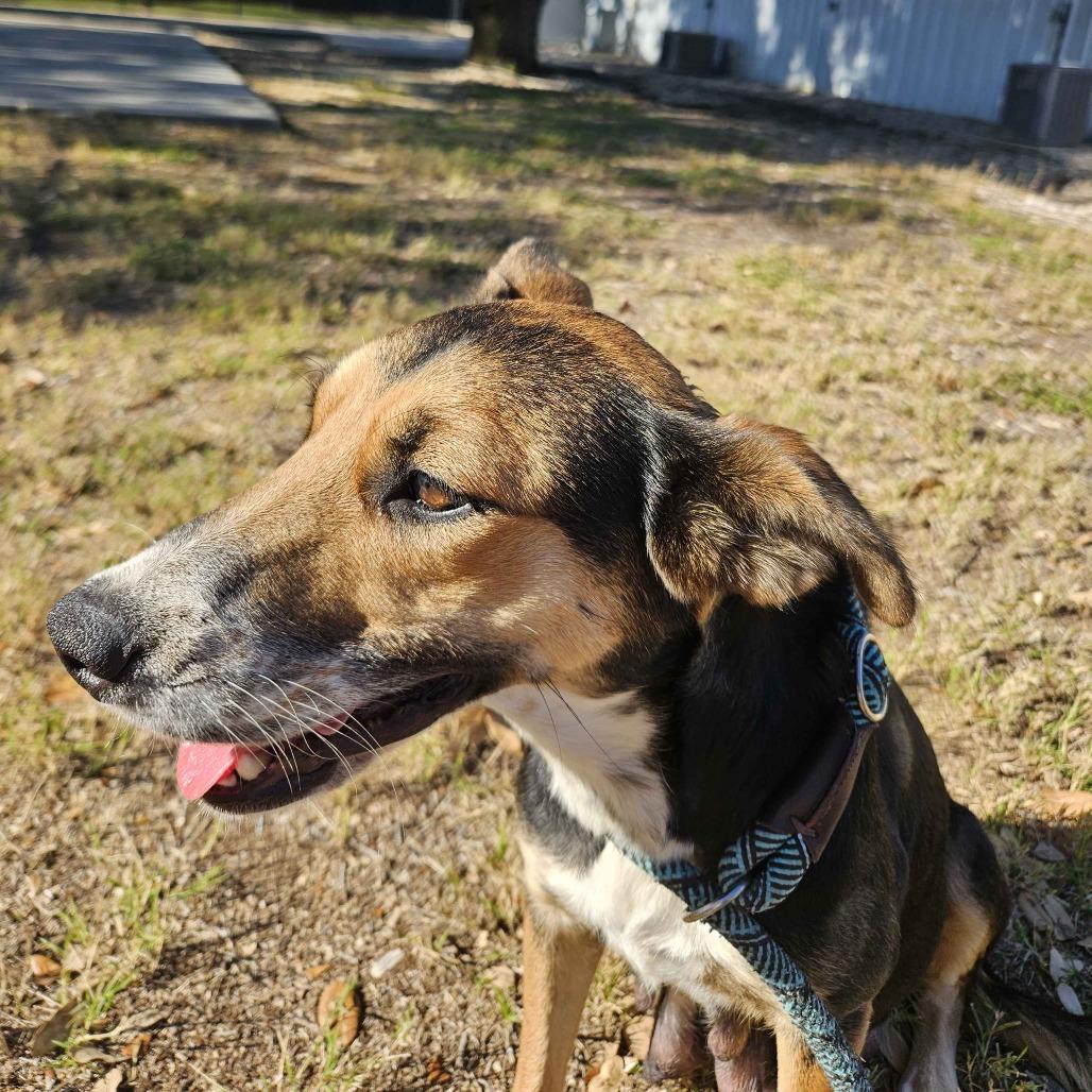 Cornucopia, a Adoptable Mixed Breed in Beaumont, TX image 1/6