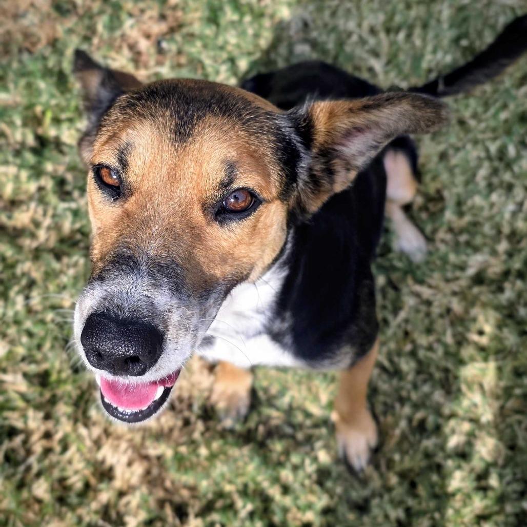 Cornucopia, a Adoptable Mixed Breed in Beaumont, TX image 1/6