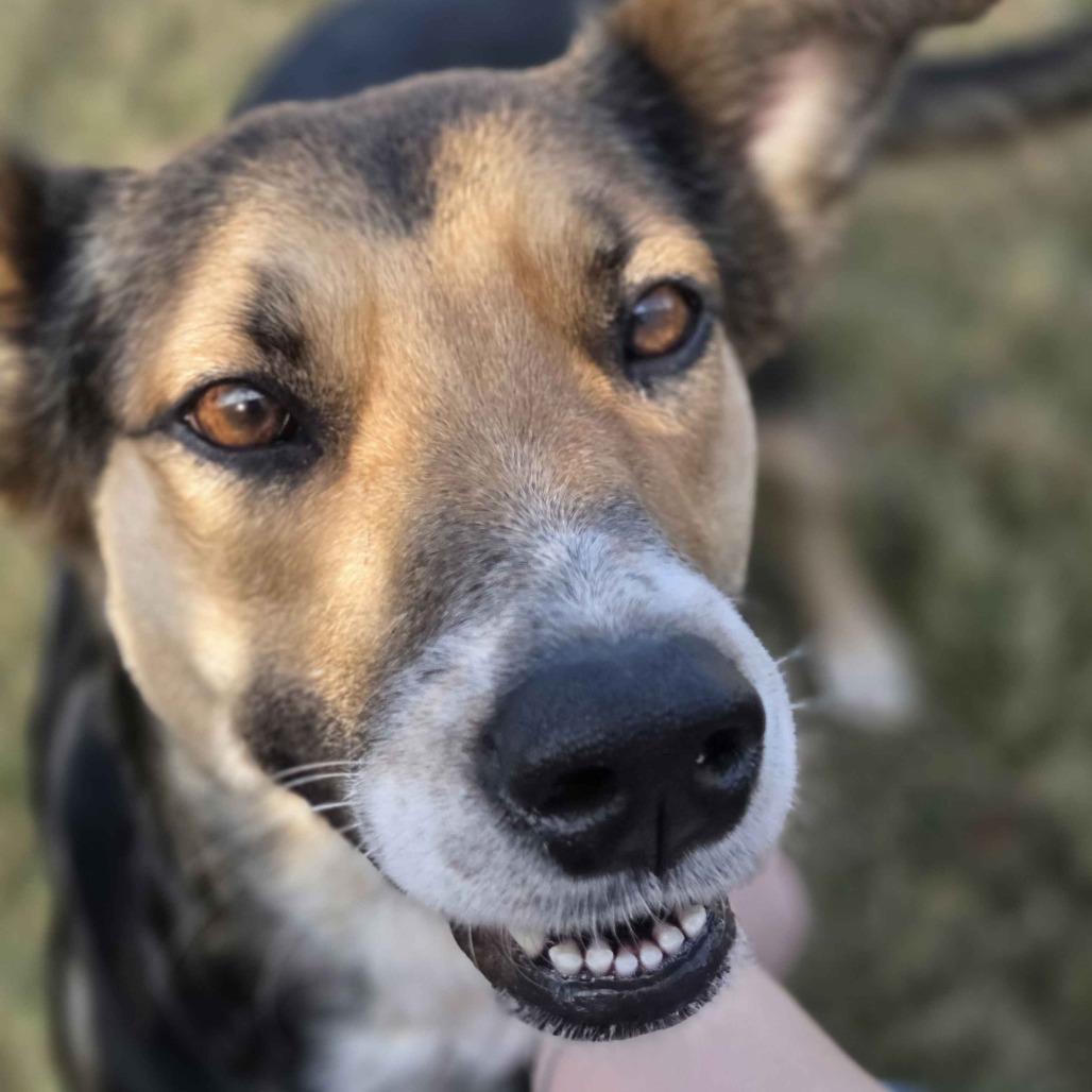 Cornucopia, Adoptable, Adult Female Mixed Breed.