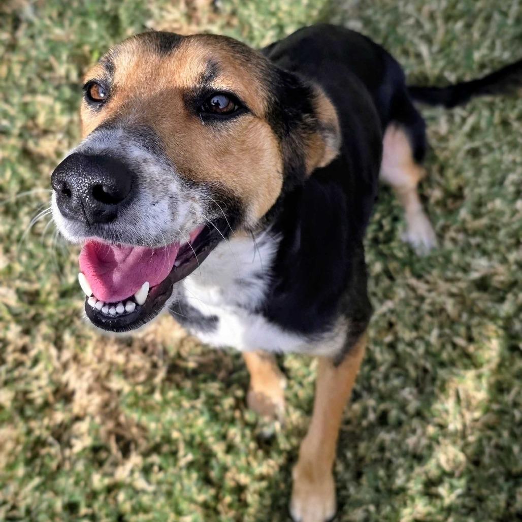 Cornucopia, a Adoptable Mixed Breed in Beaumont, TX image 3/6