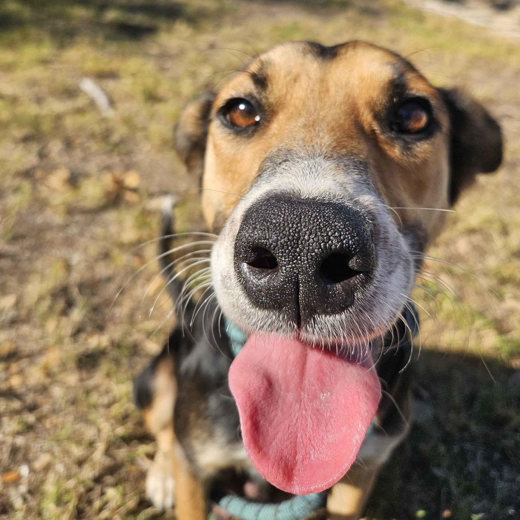 Enlarge Cornucopia, a Adoptable Mixed Breed in Beaumont, TX image 4/6