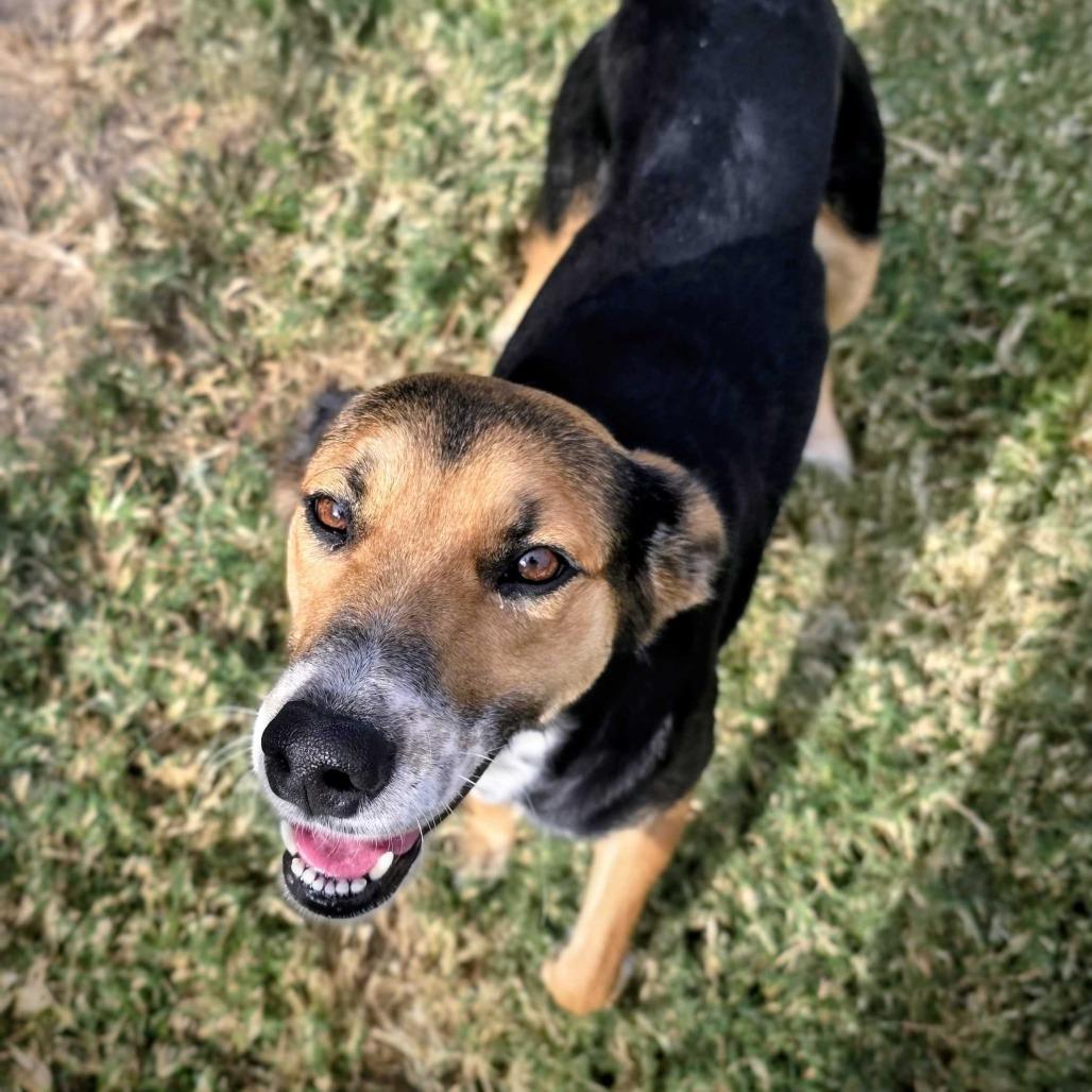 Enlarge Cornucopia, a Adoptable Mixed Breed in Beaumont, TX image 6/6