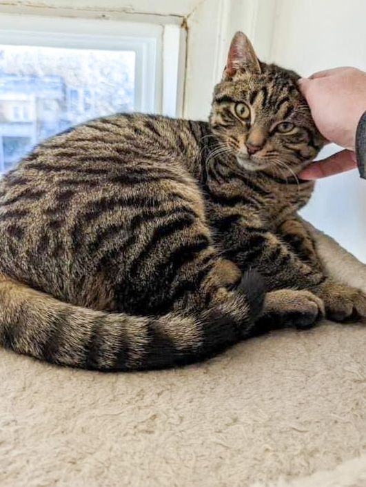 Jack, Adopted, Kitten Male Tabby.