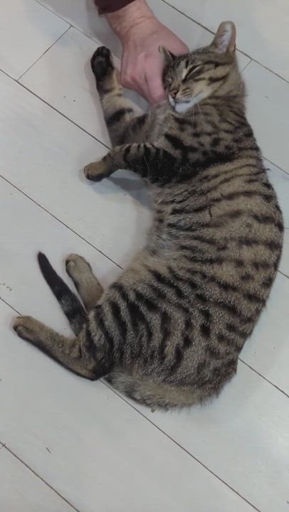 Enlarge Jack, a Adopted Tabby in Jersey City, NJ video 4/4