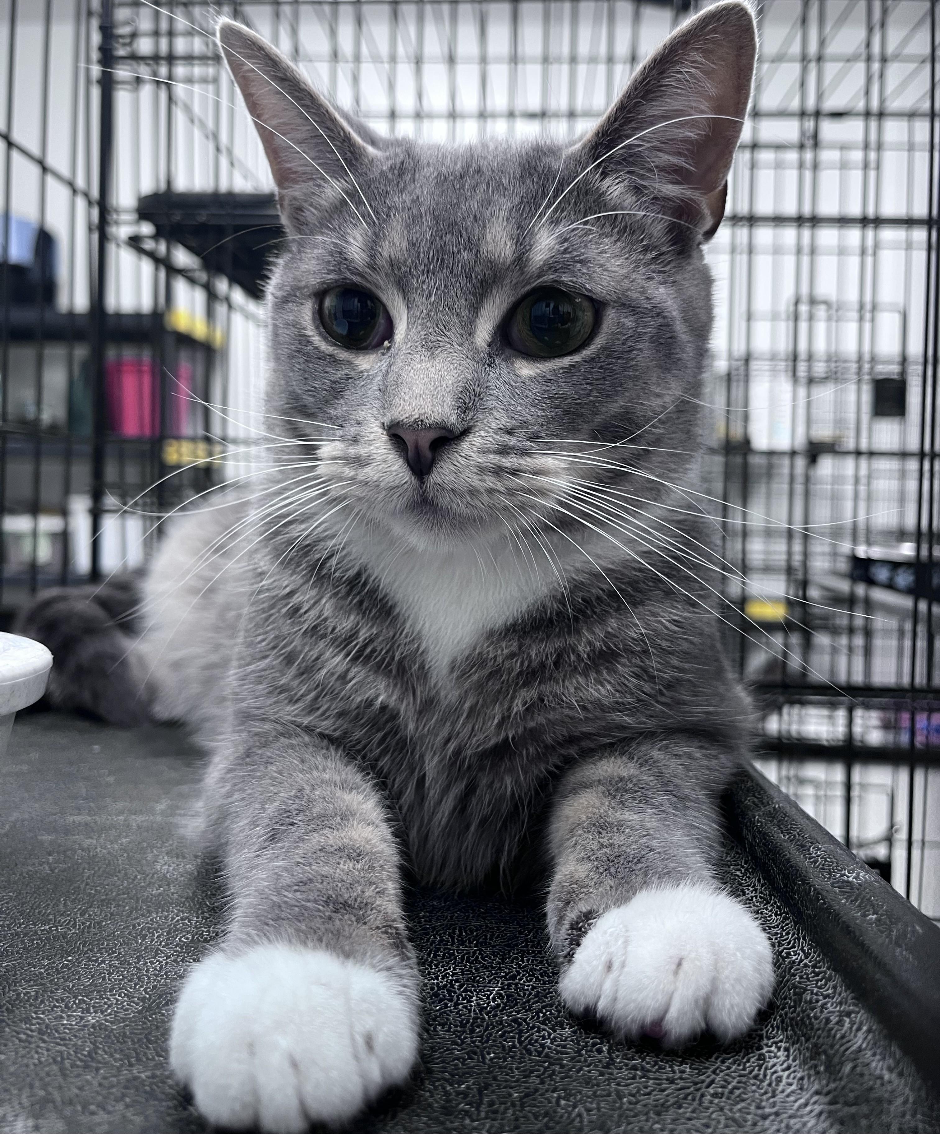 Water, Adoptable, Young Male Domestic Short Hair.