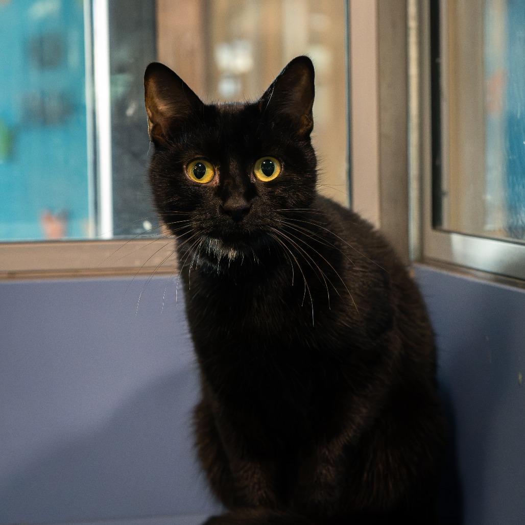 Weezy, Adoptable, Adult Female Domestic Short Hair.